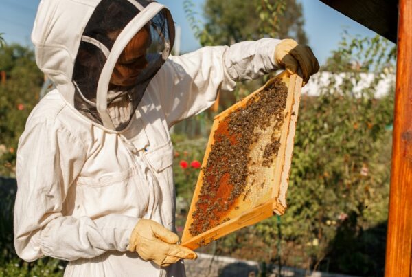A person wearing beekeeping gear holds up a hive with bees