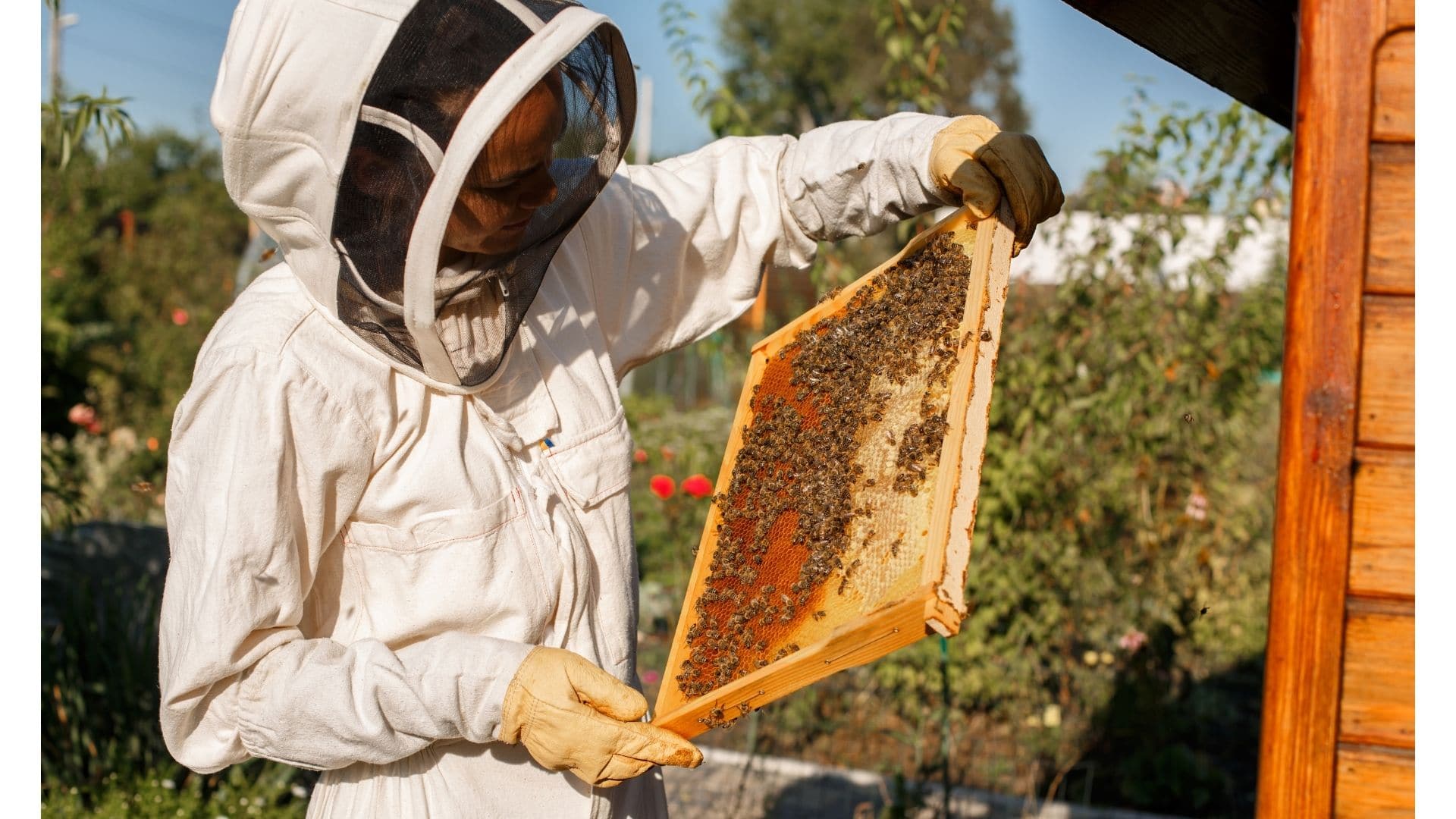 Enterprising Bees Project